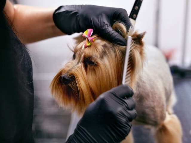 Dog groomers